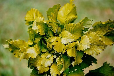Ulmus minor 'Wredei' - jilm habrolistý - letní listy